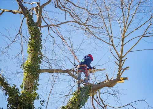 Tree Lopping and Pruning