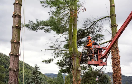 Tree Removal